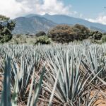 Sustainable Sipping: How Tequila and Mezcal Producers are Prioritizing the Environment