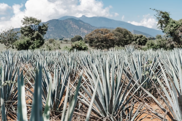 Discover the Richness of Mezcal with the Espadín Collection