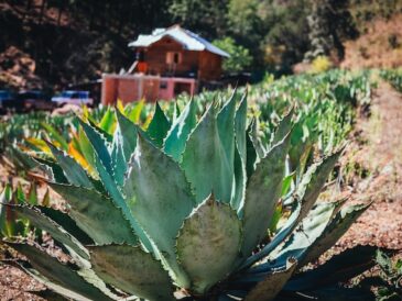 Sustainable Sipping: How Tequila and Mezcal Producers are Prioritizing the Environment