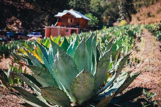 Sustainable Sipping: How Tequila and Mezcal Producers are Prioritizing the Environment