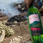 Descubriendo la Magia Sagrada de Santo Cuviso Blanco: Un Viaje a través de la Espiritualidad del Agave