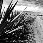 Del Maguey Single Village Mezcal: A Sip Through Mexico’s Rich Tapestry