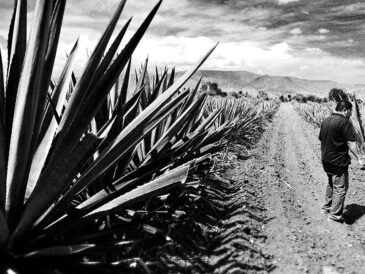 Derrumbes Mezcal: A Liquid Journey Through Time and Tradition