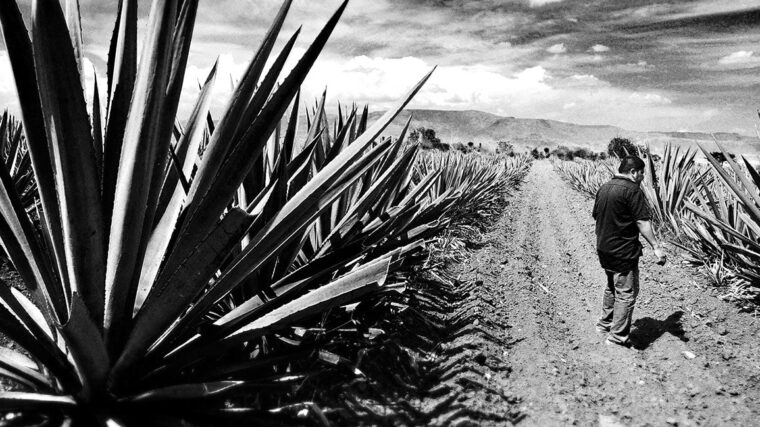 Derrumbes Mezcal: A Liquid Journey Through Time and Tradition